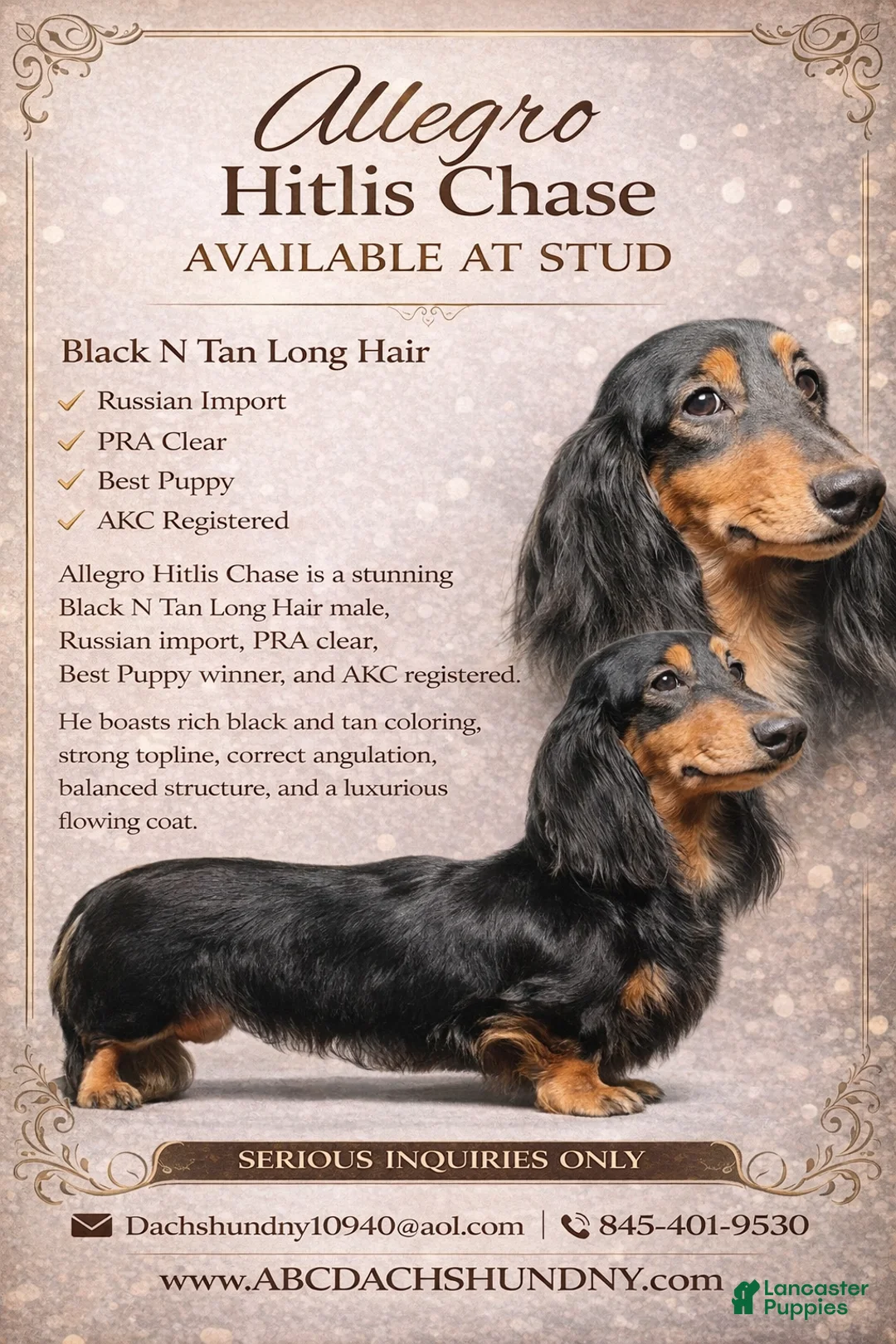 Miniature Dachshund dogs for sale: Miniature Dachshund Puppy 2 - Ad 8