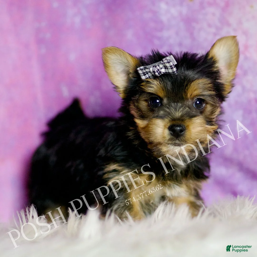 Yorkshire Terrier dogs for sale: Aaron - Ad 2