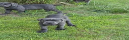 Cane Corso dogs for sale: Cane Corso Puppy 4 - Ad 1