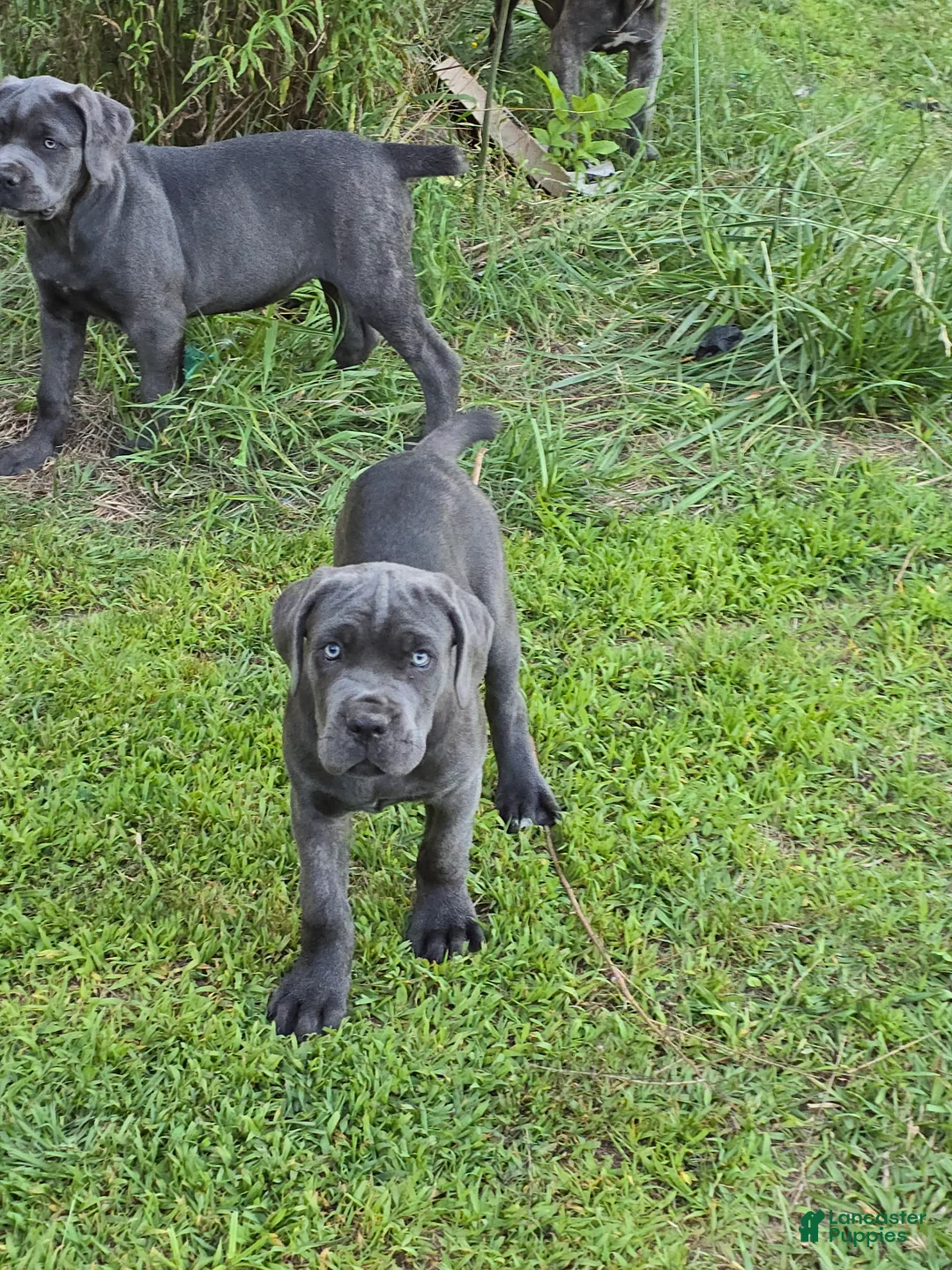 Cane Corso dogs for sale: Cane Corso Puppy 4 - Ad 1