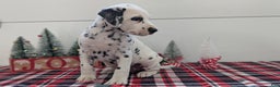 Dalmatian dogs for sale: Barney - Ad 9