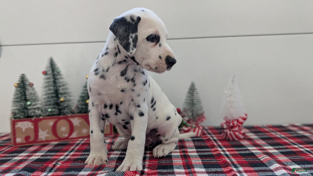Dalmatian dogs for sale: Barney - Ad 9
