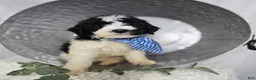 Mini Sheepadoodle dogs for sale: Lonnie - Ad 6