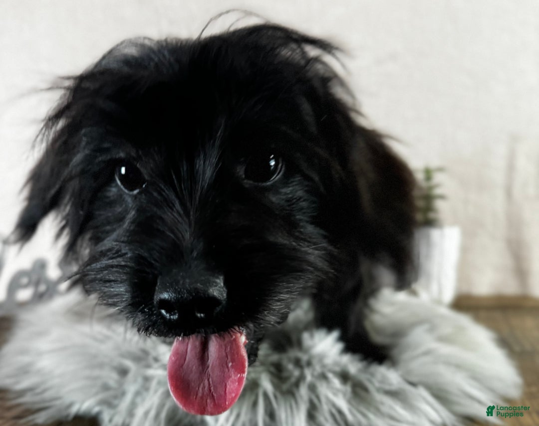 Yorkiepoo dogs for sale: Bennett - Ad 16