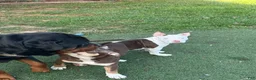 American Bully dogs for sale: Mochi - Ad 8