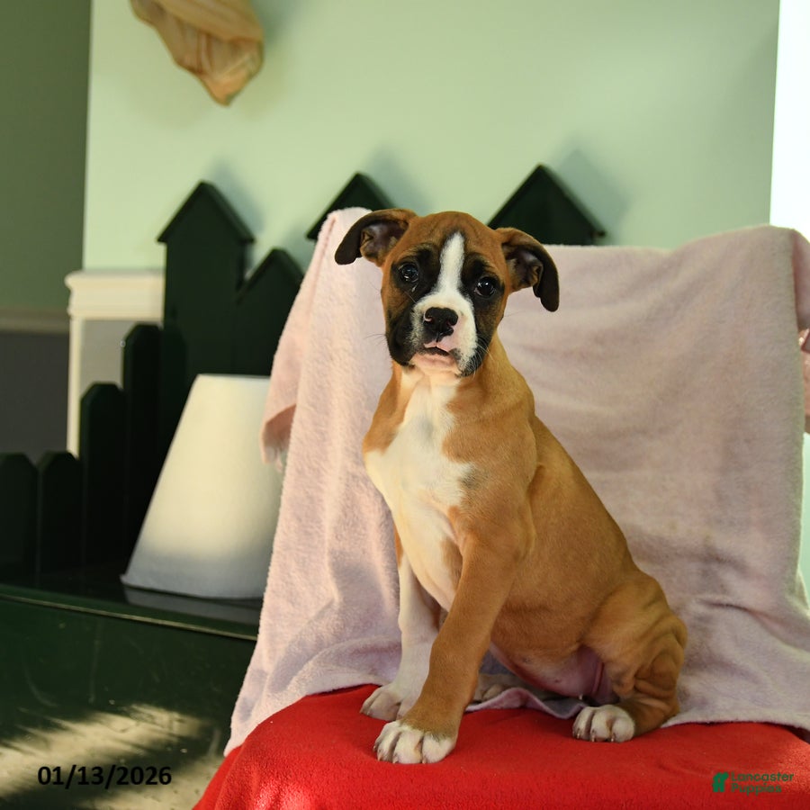 Boxer dogs Snowman - Ad 26