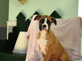 Boxer dogs Snowman - Ad 26