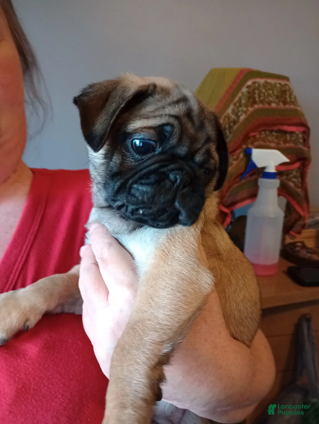 Pug dogs for sale: Pug Puppy 3 dark blue wrinkles - Ad 1