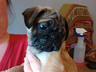 Pug dogs Pug Puppy 3 dark blue wrinkles - Ad 1