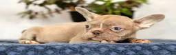 French Bulldog dogs for sale: Wendall - Ad 9