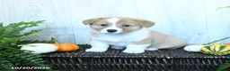 Welsh Corgi Pembroke dogs for sale: Kayla - Ad 2