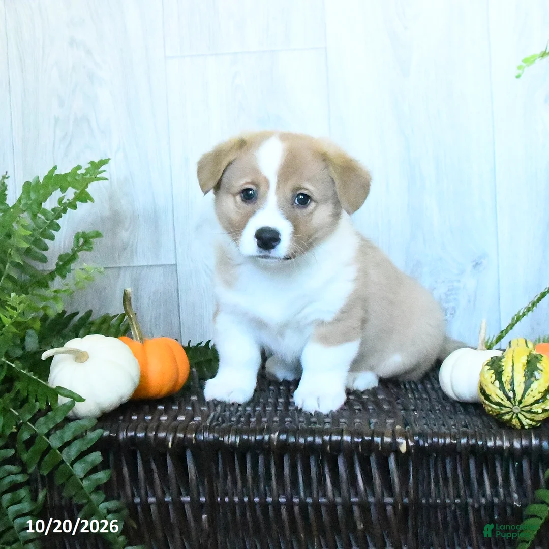 Welsh Corgi Pembroke dogs for sale: Kayla - Ad 2