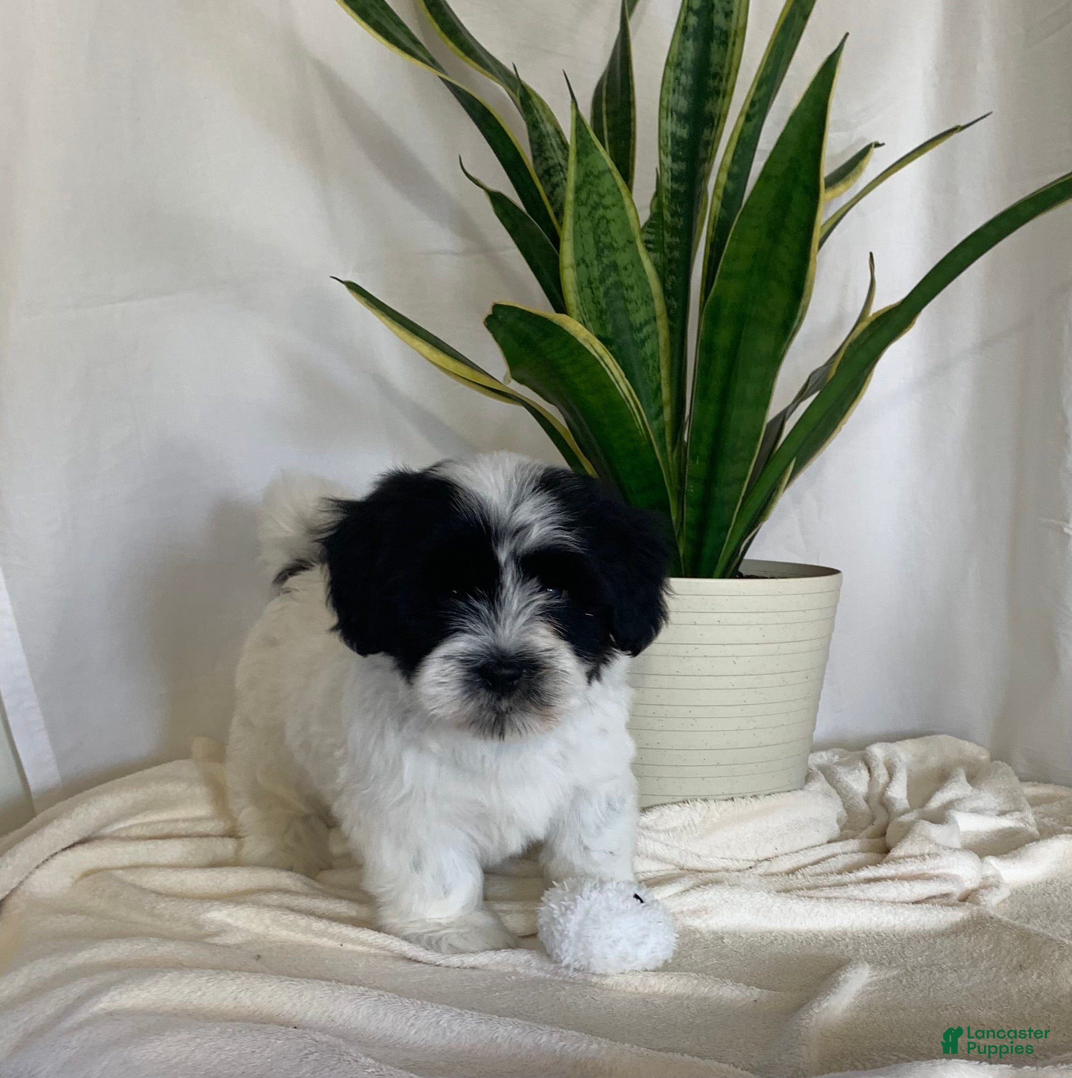 Havanese dogs Alex Havanese Puppy  - Ad 1