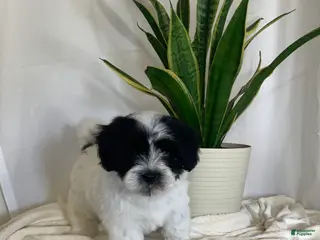 Havanese dogs for sale: Alex Havanese Puppy - Ad 1
