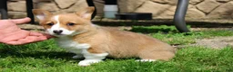 Welsh Corgi Pembroke dogs for sale:  June (triple clear)AKC - Ad 9