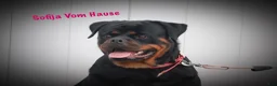 Rottweiler dogs for sale: Sedona w a Long Tail  - Ad 5