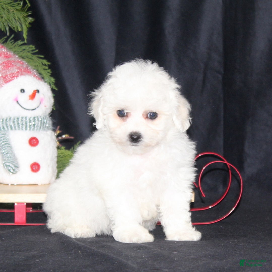 Bichon Frise dogs for sale: Luna - Ad 3