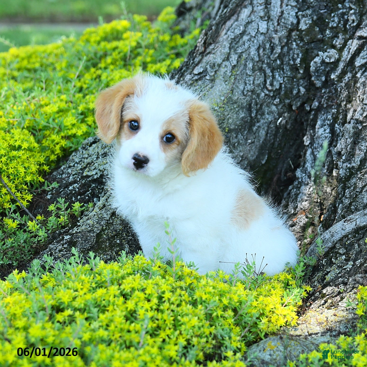 Cavapoo dogs for sale: Sebastian - Ad 3