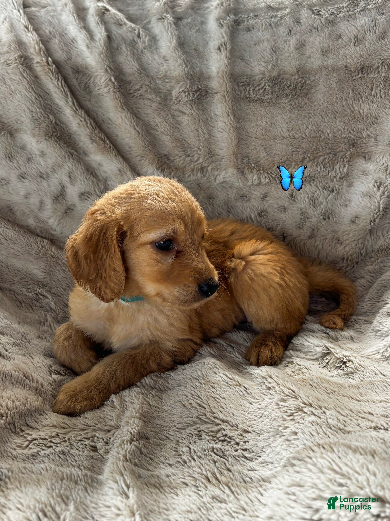 Goldendoodle dogs Halo - Ad 31