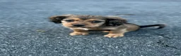 Mixed Breed dogs for sale: Nico - Ad 2
