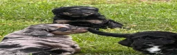 Bernedoodle dogs for sale: Venus - Ad 9