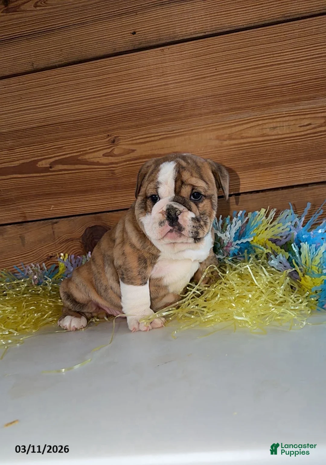 Mixed Breed dogs for sale: Jewel - Ad 1