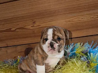 Mixed Breed dogs for sale: Jewel - Ad 4