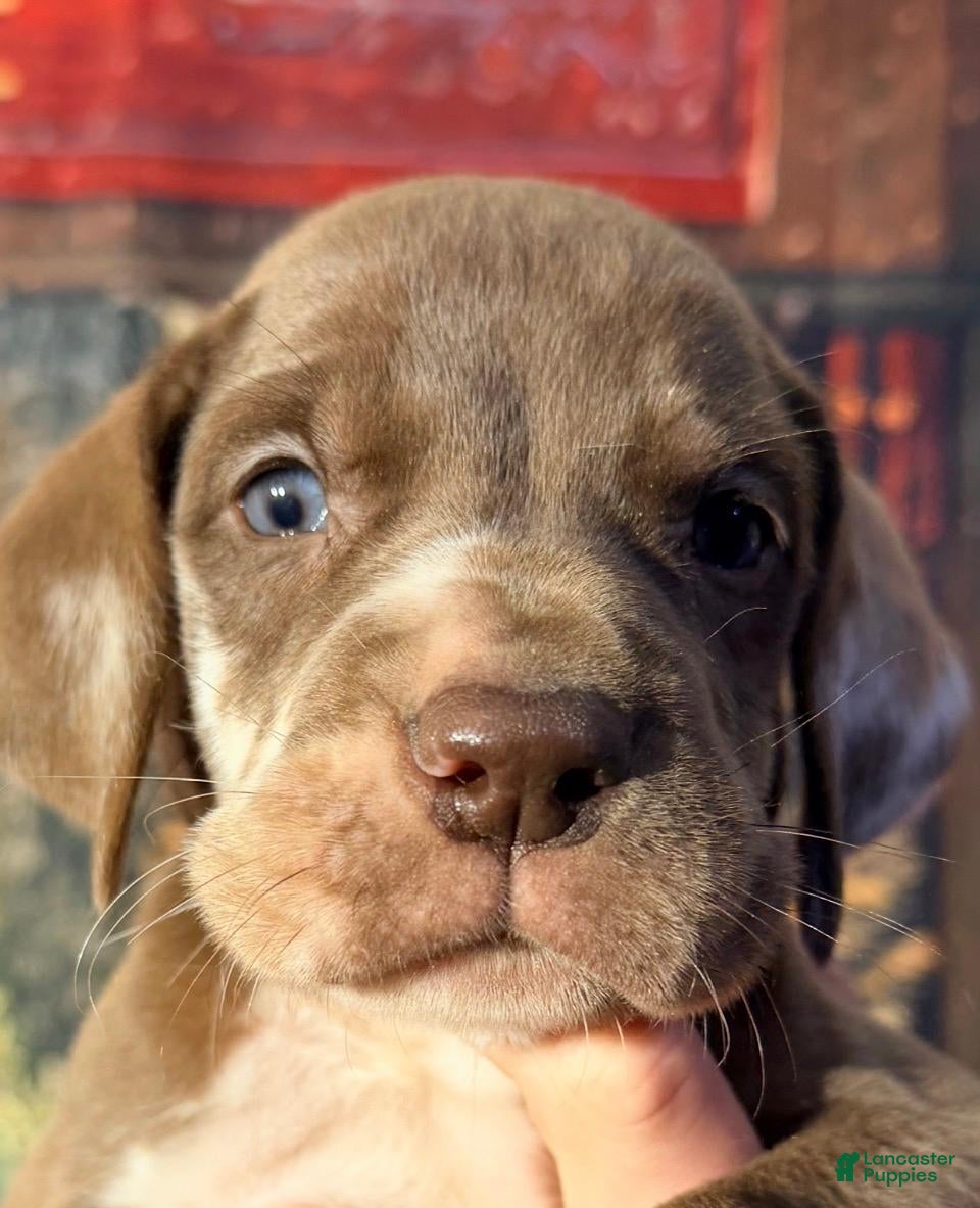 Great Dane dogs Theo - Chocolate Harlequin - Ad 29