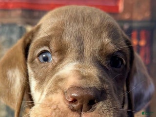 Great Dane dogs Theo - Chocolate Harlequin - Ad 16