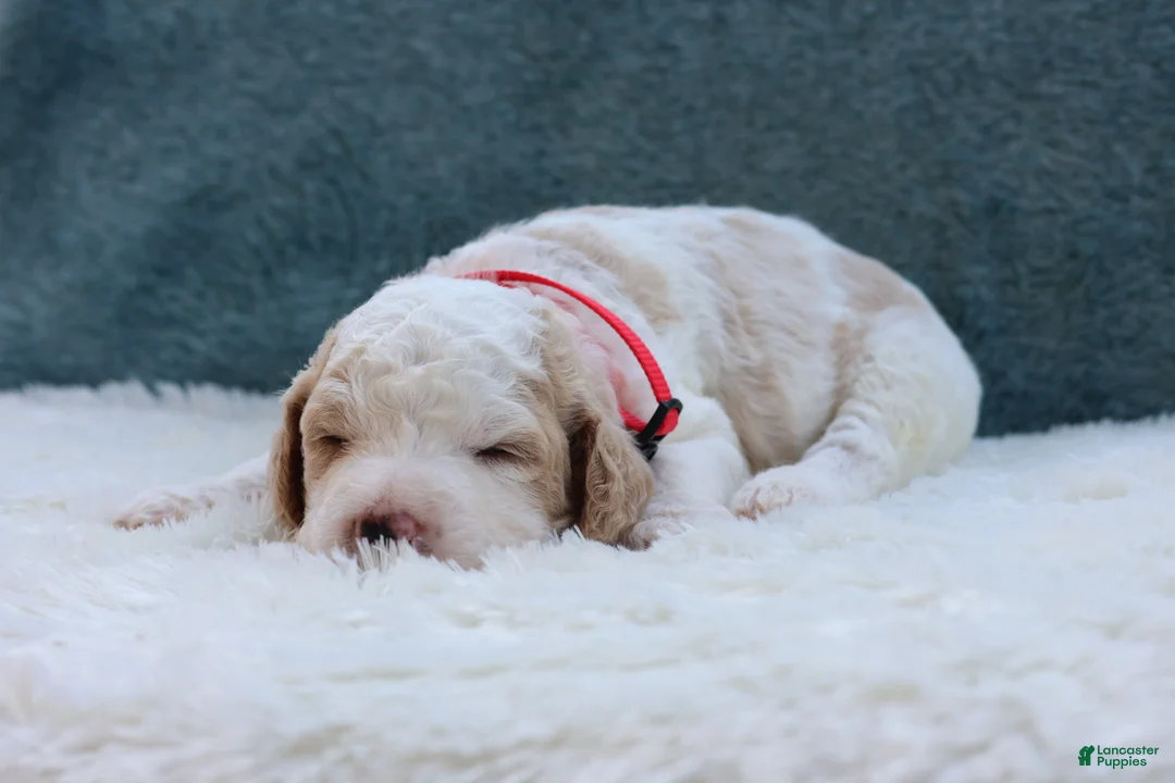 Goldendoodle dogs for sale: Roxy - Ad 2