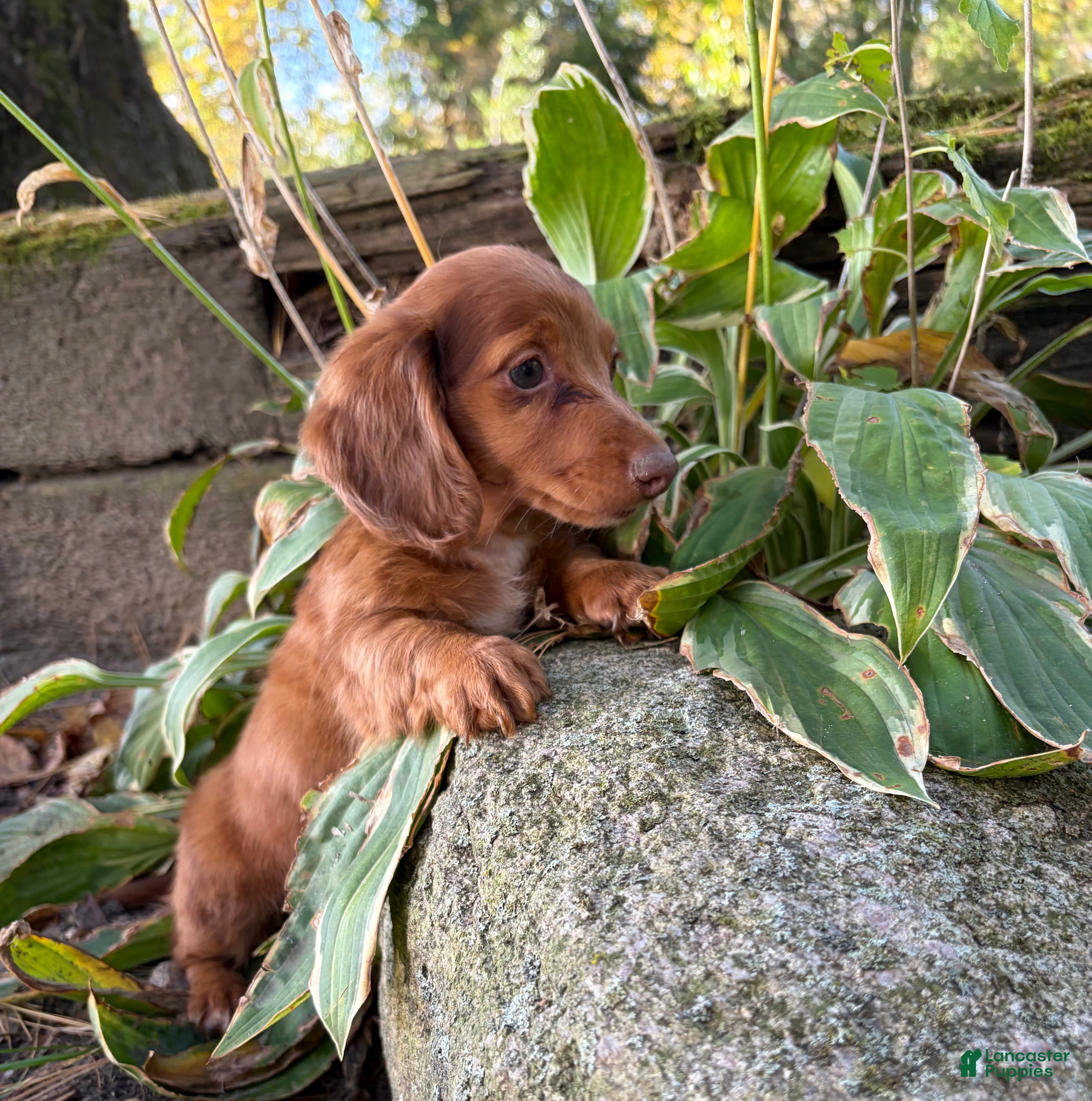 Dachshund dogs Sebastian - Ad 2