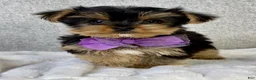 Yorkshire Terrier dogs for sale: Daisy - Ad 2