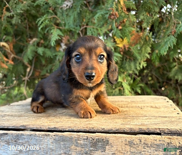Dachshund dogs for sale: Beau - Ad 1