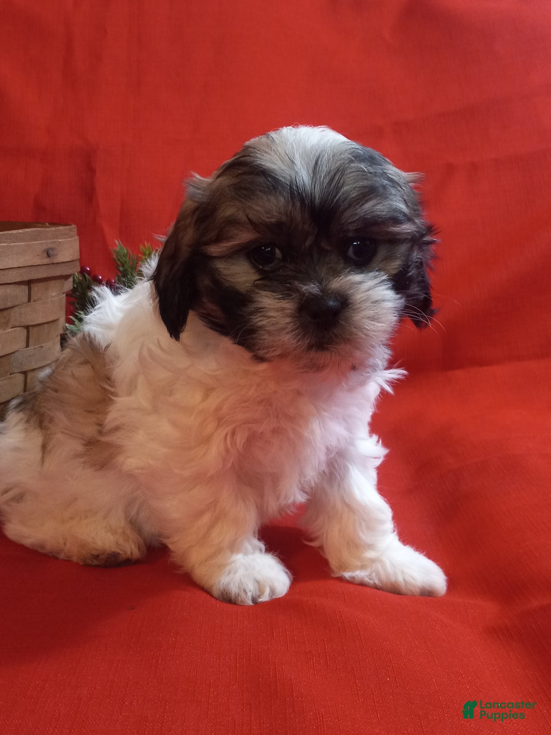 Teddy Bear dogs for sale: Bella - Ad 2