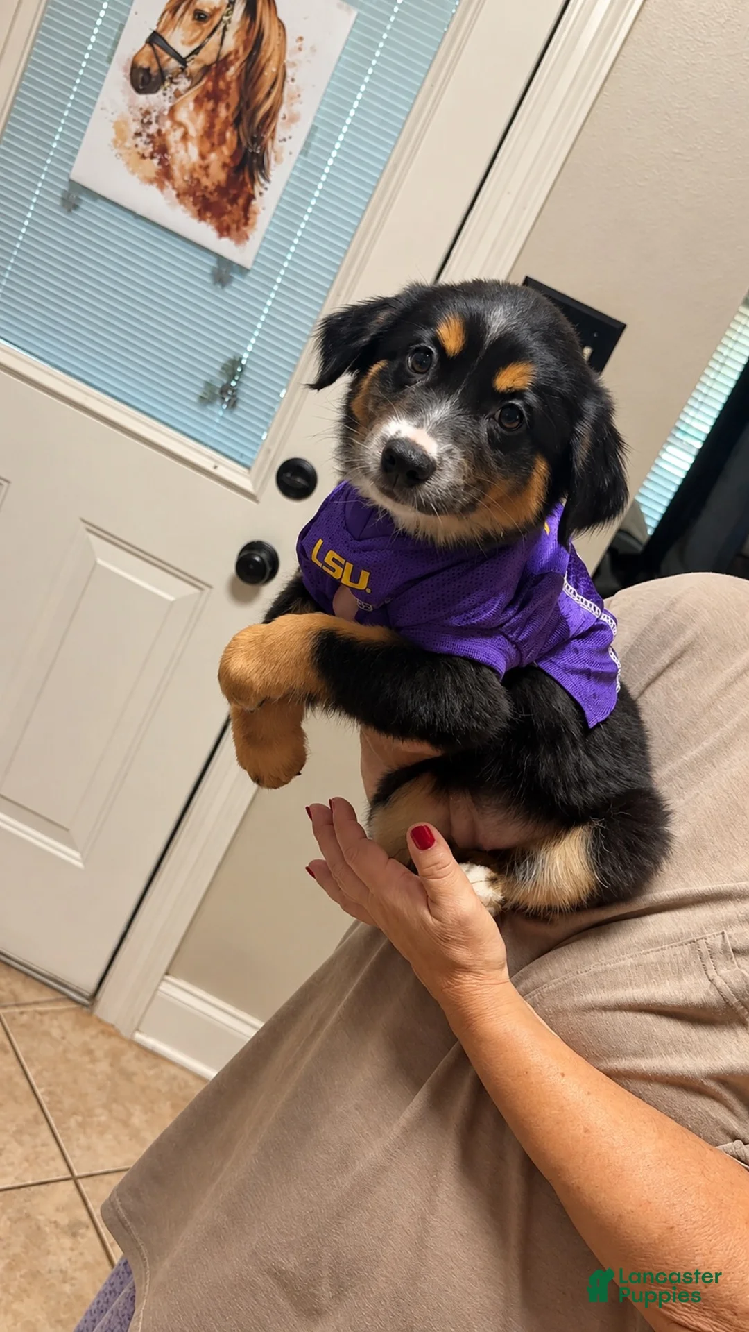 Australian Shepherd dogs for sale: Nova  - Ad 2