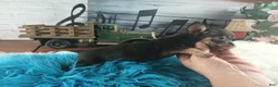 Chihuahua dogs for sale: Debras blk tan boy. Hand Delivery  - Ad 3