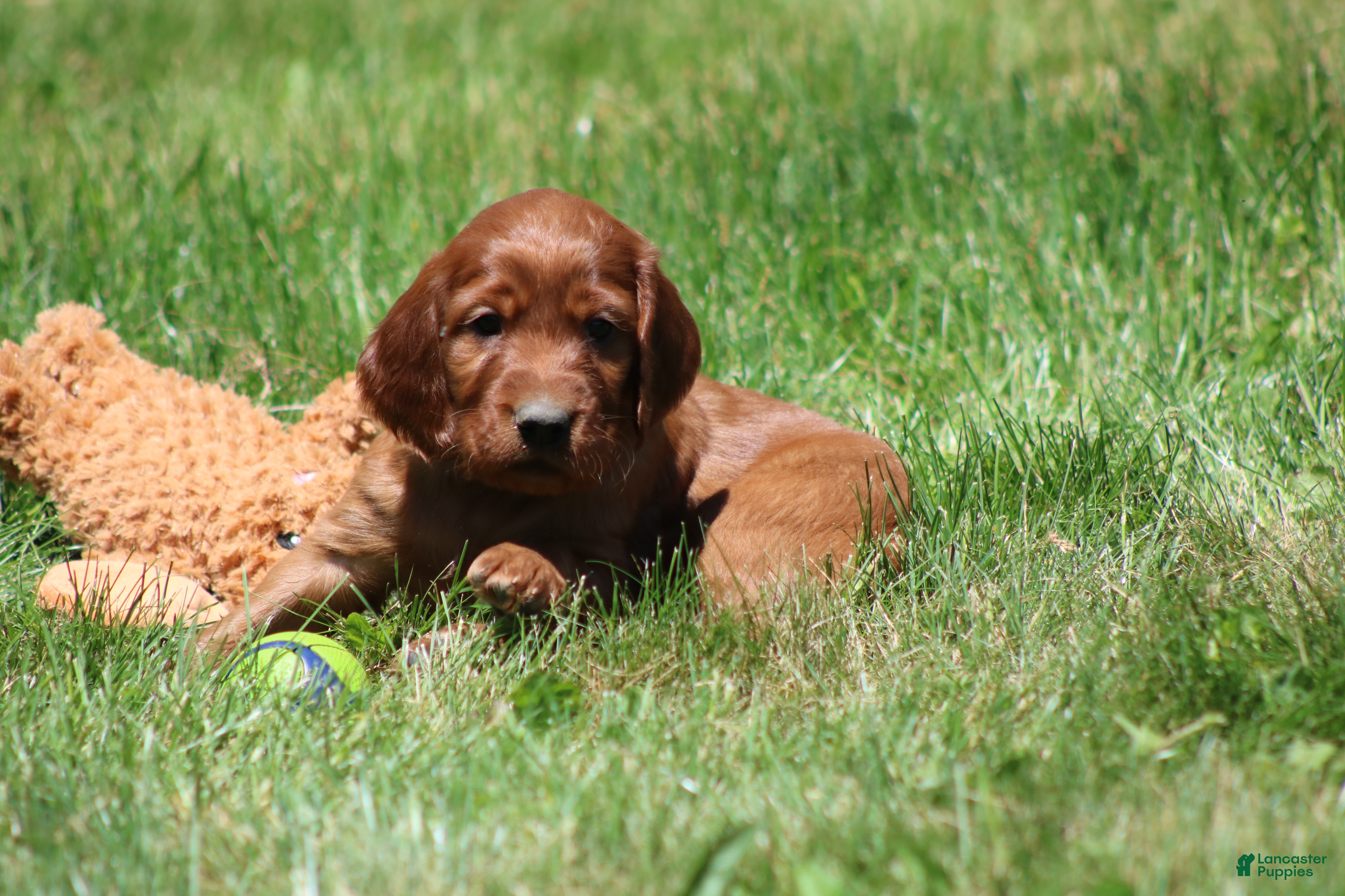 Irish Setter dogs for sale: Romeo - Ad 5