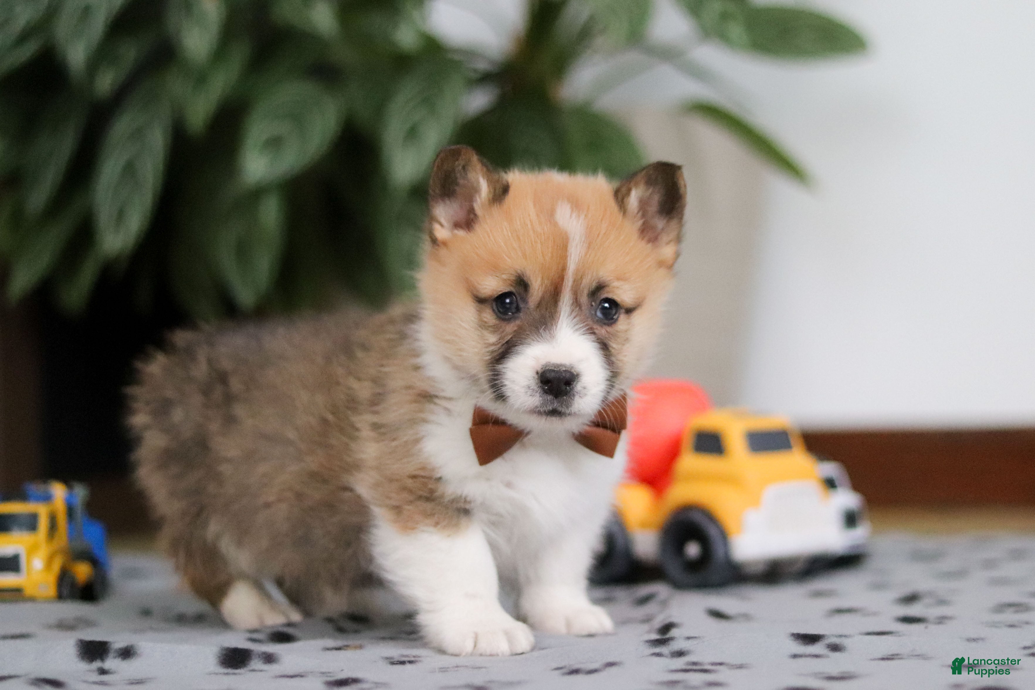 Welsh Corgi Pembroke dogs Ethan - Ad 8