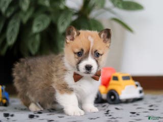 Welsh Corgi Pembroke dogs Ethan - Ad 8