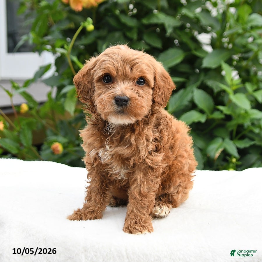 Mini Goldendoodle dogs for sale: Pumpkin - Ad 2