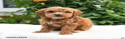 Mini Goldendoodle dogs for sale: Pumpkin - Ad 2