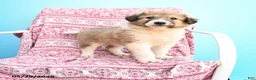 Mixed Breed dogs for sale: Hazel - Ad 1