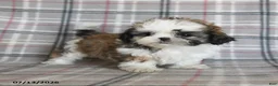 Shih Tzu dogs for sale: Cream - Ad 2