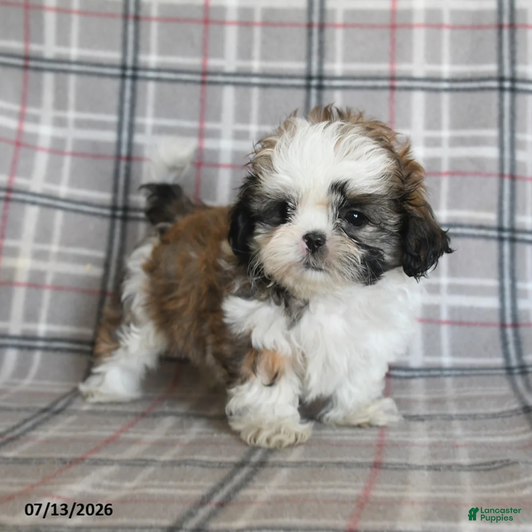 Shih Tzu dogs for sale: Cream - Ad 2