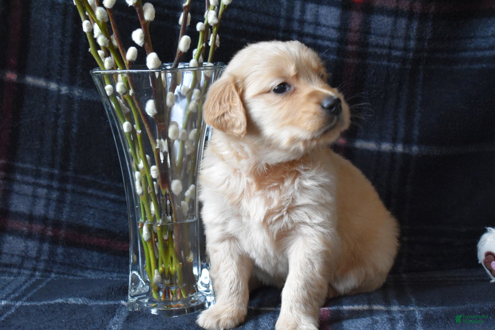 Golden Retriever dogs Lara - Ad 4