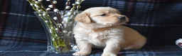 Golden Retriever dogs for sale: Lara - Ad 1