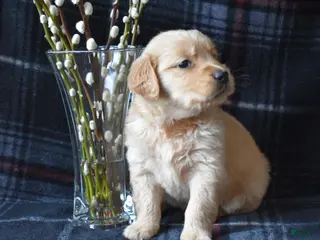 Golden Retriever dogs Lara - Ad 3