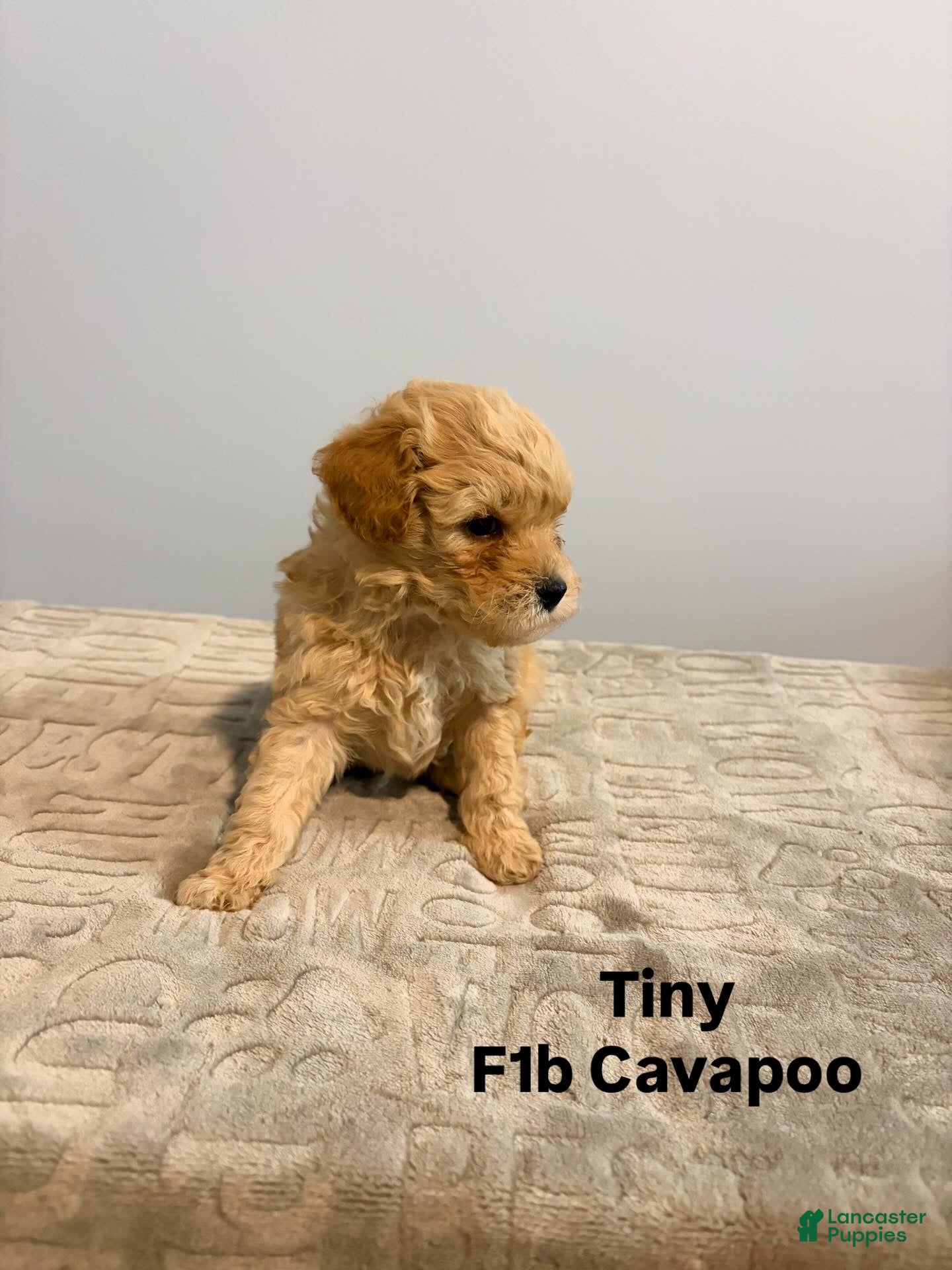 Cavapoo dogs Tiny - Ad 17