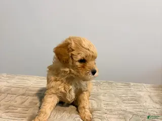 Cavapoo dogs Tiny - Ad 42