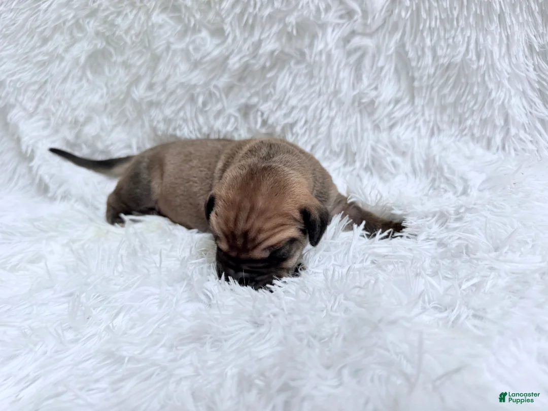 Great Dane dogs for sale: Columbiana - Ad 2